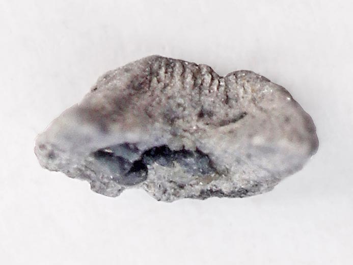 Elment de support brachial d'ammonite - fossiles jurassique Boulonnais